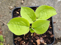 /album/fotogalerie-nabidka/hosta-cheatin-heart-20260517-170143-jpg/